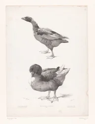 Studie einer Gans und einer Ente