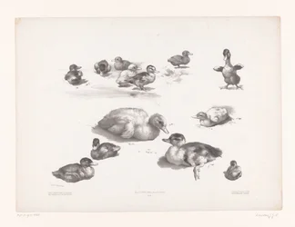 Studien von Enten und Entenküken