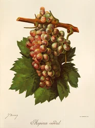 Aspiran-Verdal-Traube