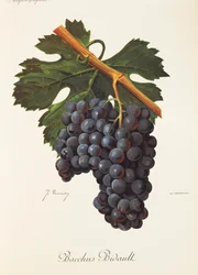 Bacchus Bidault Traube von J. Troncy
