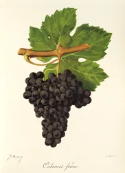 Cabernet Franc-Traube