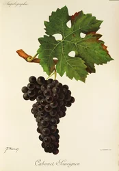 Cabernet Sauvignon-Traube
