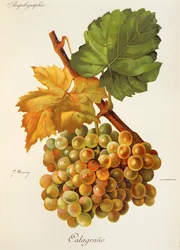 Calagrano-Traube von J. Troncy