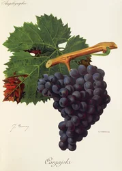 Cargajola Traube