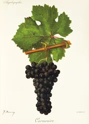 Carmenere-Traube