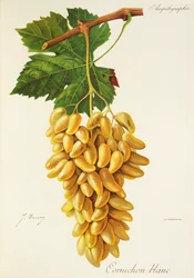 Cornichon Blanc Traube