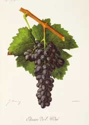 Etraire del