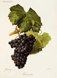 Grenache-Traube von J. Troncy