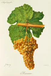 Marsanne-Traube