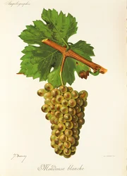 Mondeuse Blanche-Traube