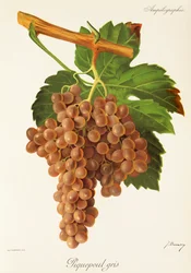 Piquepoul Gris-Traube