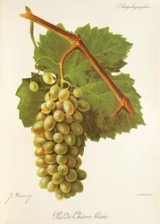 Pis-de-Chevre Blanc-Traube