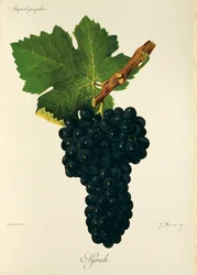 Syrah-Traube