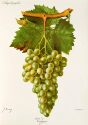Verjus-Traube