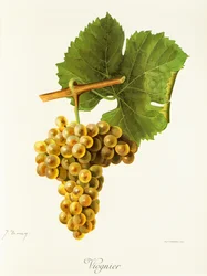 Viognier-Traube