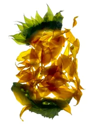 Chiquita Sonnenblume