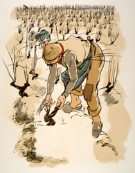 Humorvolle Weinillustration 1946