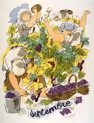 Humorvolle Weinillustration 1946. Illustration von Julien Pavil