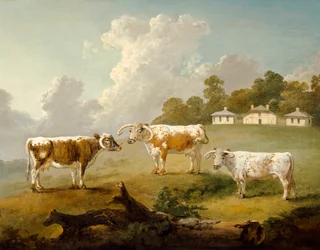 Drei Langhornrinder in Kenwood, 1797