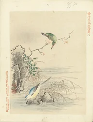 Eisvogel schaut auf Vogel am Wasser