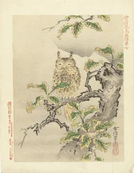 Eule auf Ast (Serientitel: Blumen- und Vogelskizzen von Kano Tsunenobu)