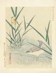 Wasservogel schaut auf gelben Singvogel