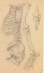 Wirbelsäule mit Brustkorb und Becken, Profil nach links; außerdem Knochen eines linken Beins von der Hüfte bis zur Zehenspitze und Detail eines Knies. (1662?)