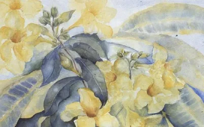Alamanda oder gelbe Glocken