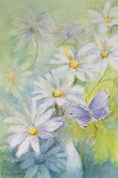 Hauhechel-Bläuling (Polyommatus Icarus) auf Gänseblümchen