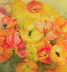 Isländische Mohnblumen Nudicaule