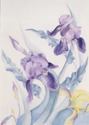 Iris, blaue Stute