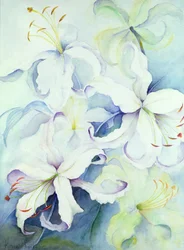 Lilium, Imperial Gold