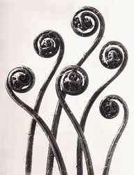 Adiantum Pedatum - Amerikanischer Frauenhaarfarn, junge aufgerollte Wedel achtfach vergrößert