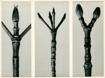 Cornus Nuttallii, 1929 (Fotogravur)