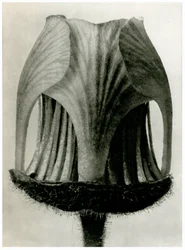 Geum Rivale, 1929