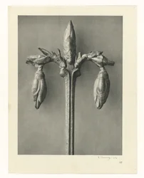 Pflanzenstudien Urformen der Kunst: fotografische Pflanzenbilder (Serientitel)