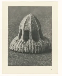 Pflanzenstudien Urformen der Kunst: fotografische Pflanzenbilder (Serientitel)