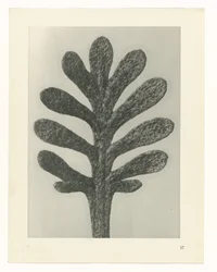 Pflanzenstudien Urformen der Kunst: fotografische Pflanzenbilder (Serientitel)