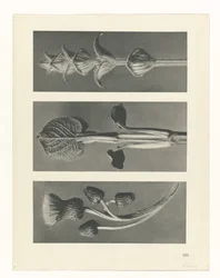 Pflanzenstudie (Urformen der Kunst)