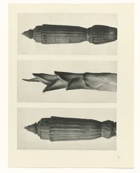 Pflanzenstudie (Urformen der Kunst)