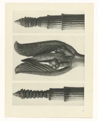Pflanzenstudie (Urformen der Kunst)