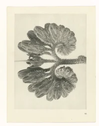 Pflanzenstudie (Urformen der Kunst)