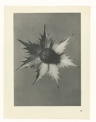 Pflanzenstudie (Urformen der Kunst)