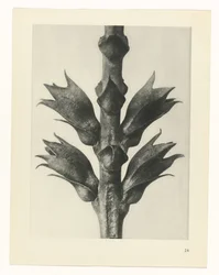 Pflanzenstudie Urformen der Kunst (Serientitel)