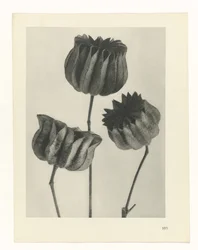 Pflanzenstudie Urformen der Kunst (Serientitel)