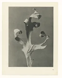 Pflanzenstudie Urformen der Kunst (Serientitel)