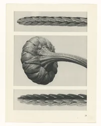 Pflanzenstudie Urformen der Kunst (Serientitel)