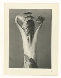 Pflanzenstudie Urformen der Kunst (Serientitel)