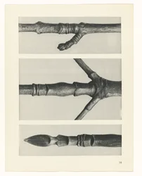 Pflanzenstudie Urformen der Kunst (Serientitel)