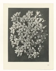 Pflanzenstudie (Urformen der Kunst)
